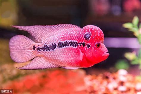 花羅漢混養|想要和你養的魚互動？你就養羅漢魚，簡單五點就養好。